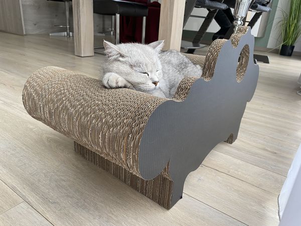 Katze Rocky schläft auf dem Kratzsofa