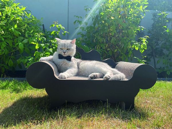 Katze Rocky auf dem Sofa und genießt die Sonne.