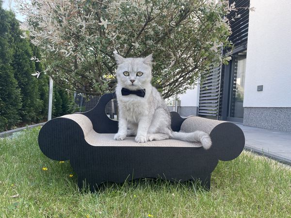Katze auf dem Kratzsofa im Freiem